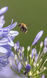 Preview wallpaper bee, flower, macro, petals