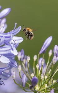 Preview wallpaper bee, flower, macro, petals