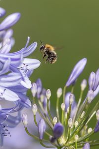 Preview wallpaper bee, flower, macro, petals