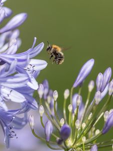Preview wallpaper bee, flower, macro, petals