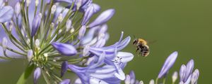Preview wallpaper bee, flower, macro, petals