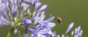 Preview wallpaper bee, flower, macro, petals