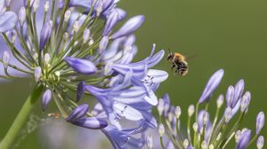 Preview wallpaper bee, flower, macro, petals