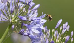 Preview wallpaper bee, flower, macro, petals