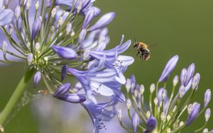 Preview wallpaper bee, flower, macro, petals
