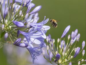 Preview wallpaper bee, flower, macro, petals