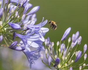 Preview wallpaper bee, flower, macro, petals