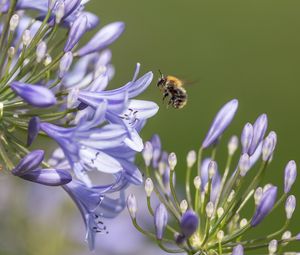 Preview wallpaper bee, flower, macro, petals