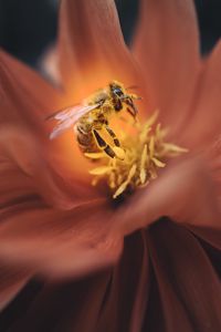 Preview wallpaper bee, flower, macro, petals, insect