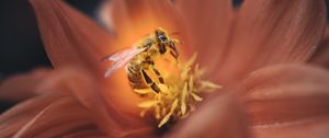 Preview wallpaper bee, flower, macro, petals, insect