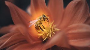 Preview wallpaper bee, flower, macro, petals, insect