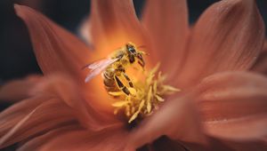 Preview wallpaper bee, flower, macro, petals, insect