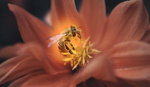 Preview wallpaper bee, flower, macro, petals, insect