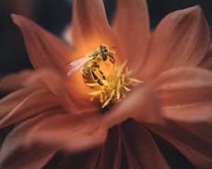 Preview wallpaper bee, flower, macro, petals, insect