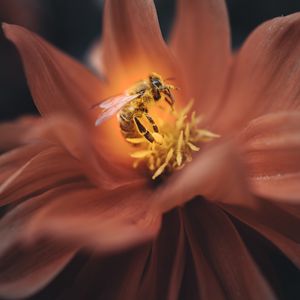 Preview wallpaper bee, flower, macro, petals, insect