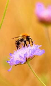 Preview wallpaper bee, flower, macro, petals, blur