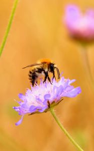 Preview wallpaper bee, flower, macro, petals, blur