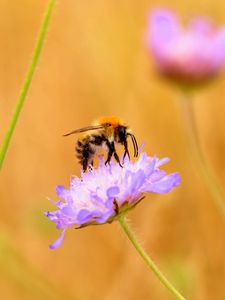 Preview wallpaper bee, flower, macro, petals, blur