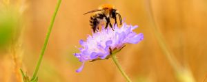 Preview wallpaper bee, flower, macro, petals, blur