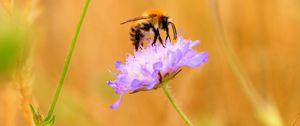 Preview wallpaper bee, flower, macro, petals, blur