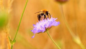 Preview wallpaper bee, flower, macro, petals, blur