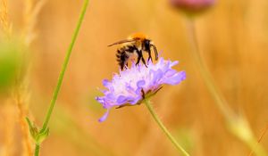 Preview wallpaper bee, flower, macro, petals, blur