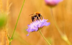 Preview wallpaper bee, flower, macro, petals, blur