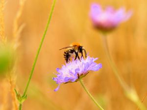 Preview wallpaper bee, flower, macro, petals, blur