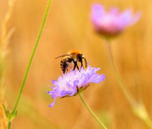 Preview wallpaper bee, flower, macro, petals, blur