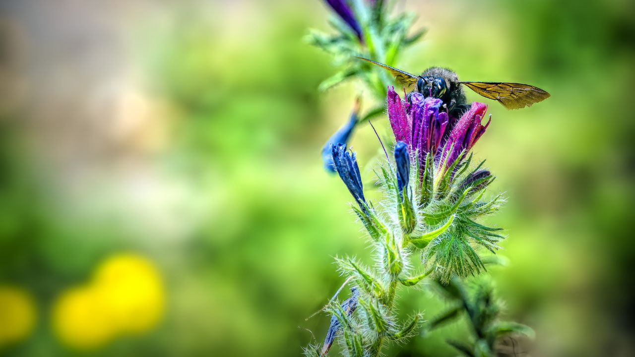Wallpaper bee, flower, nectar, macro