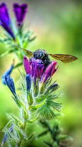 Preview wallpaper bee, flower, nectar, macro