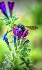 Preview wallpaper bee, flower, nectar, macro