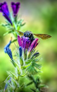 Preview wallpaper bee, flower, nectar, macro