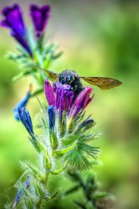 Preview wallpaper bee, flower, nectar, macro