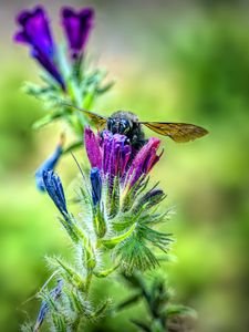 Preview wallpaper bee, flower, nectar, macro