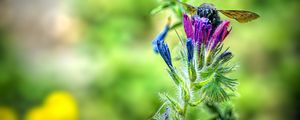 Preview wallpaper bee, flower, nectar, macro