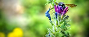 Preview wallpaper bee, flower, nectar, macro