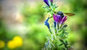 Preview wallpaper bee, flower, nectar, macro