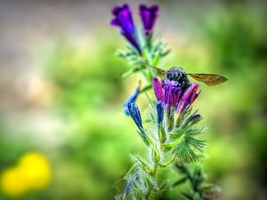 Preview wallpaper bee, flower, nectar, macro