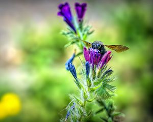 Preview wallpaper bee, flower, nectar, macro