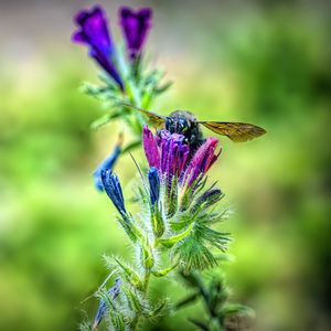 Preview wallpaper bee, flower, nectar, macro