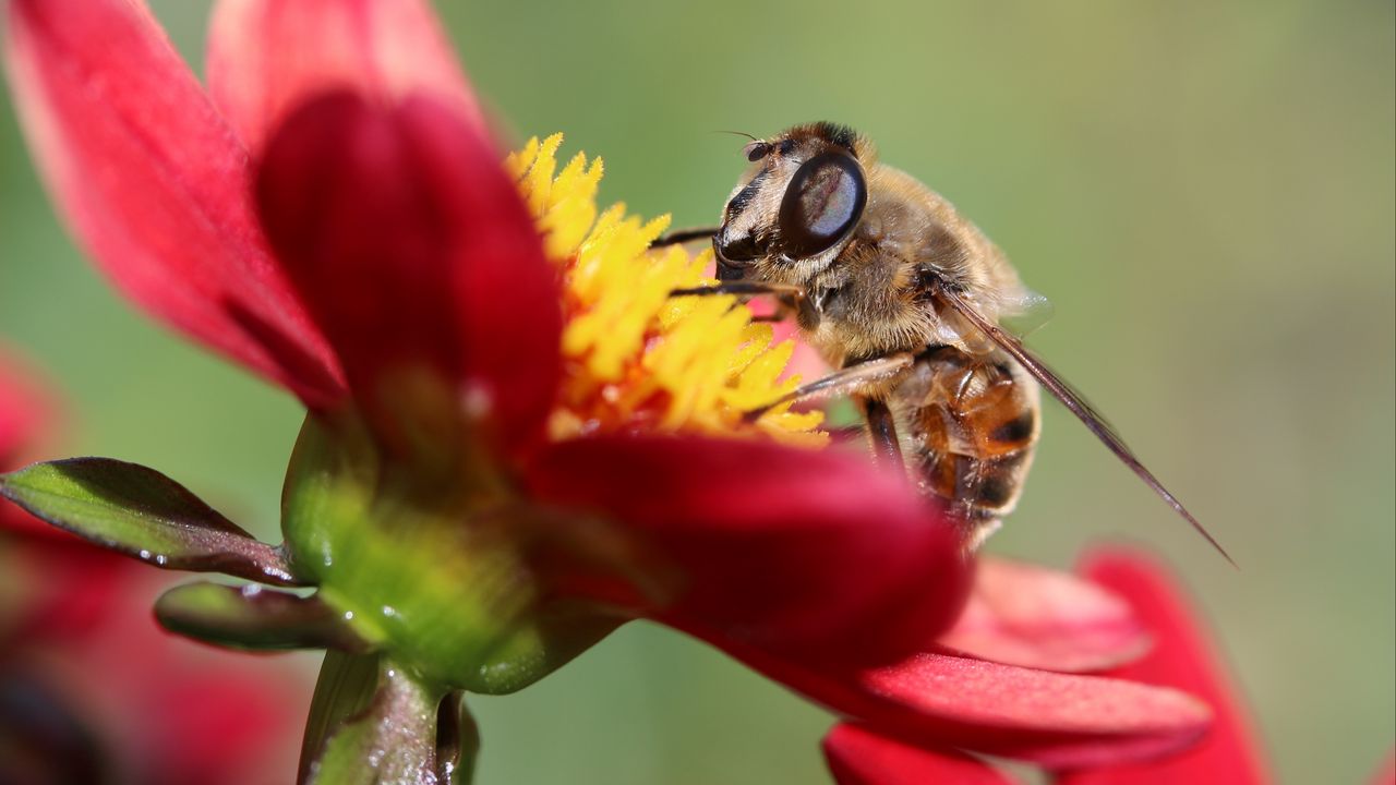 Wallpaper bee, flower, petals, close-up