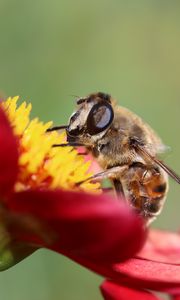 Preview wallpaper bee, flower, petals, close-up