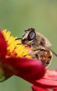 Preview wallpaper bee, flower, petals, close-up