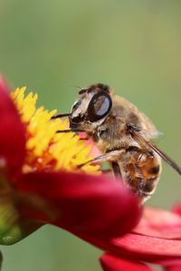Preview wallpaper bee, flower, petals, close-up
