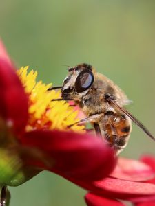 Preview wallpaper bee, flower, petals, close-up