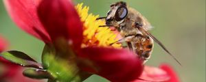 Preview wallpaper bee, flower, petals, close-up