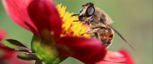 Preview wallpaper bee, flower, petals, close-up