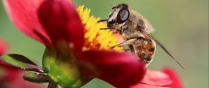 Preview wallpaper bee, flower, petals, close-up