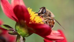 Preview wallpaper bee, flower, petals, close-up